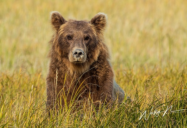 Alaskan Brown Bear_73A9970 - Bears - Walter Nussbaumer Photography  