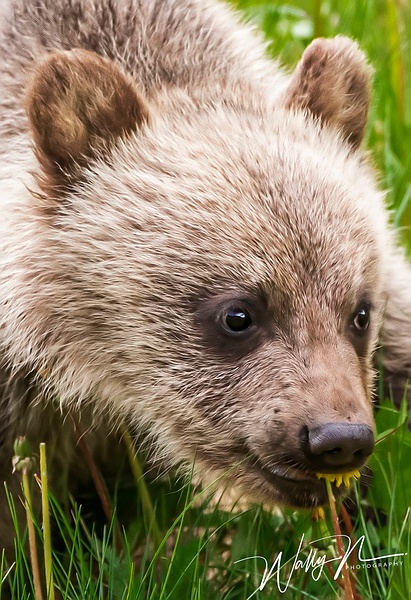 Grizzly Bear Cub_R8A0029 - Walter Nussbaumer 