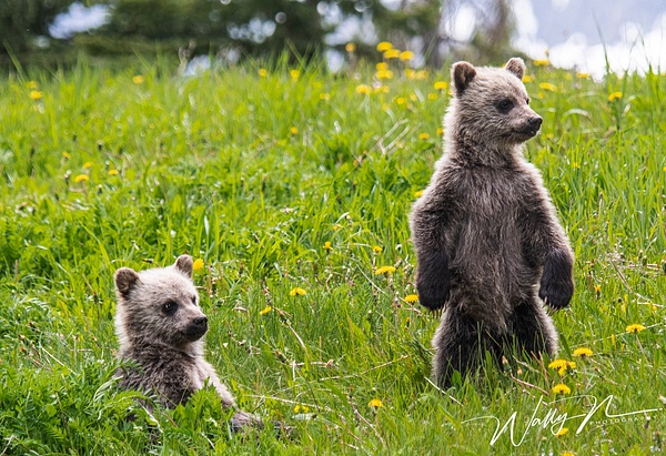 Grizzly Bear Cubs_DSC_1403 - Bears - Walter Nussbaumer Photography  