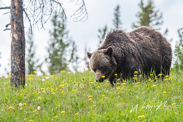 Grizzly Bear_DSC_1327 - Bears - Walter Nussbaumer Photography 