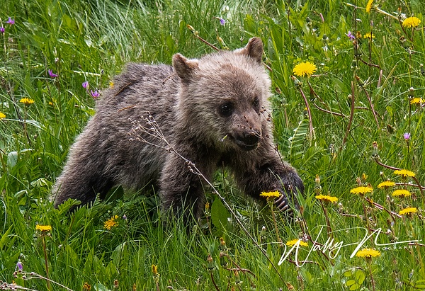 Grizzly Cub_DSC_1612 - Bears - Walter Nussbaumer Photography  
