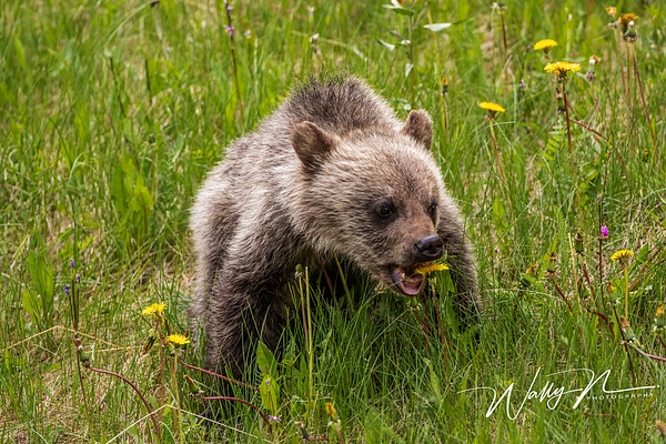 Grizzly Cub_R8A0028 - Bears - Walter Nussbaumer Photography  