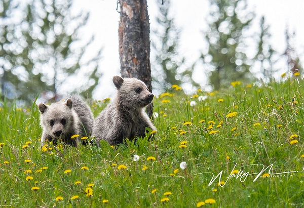 Grizzly Cubs_DSC_1360 - Bears - Walter Nussbaumer Photography 