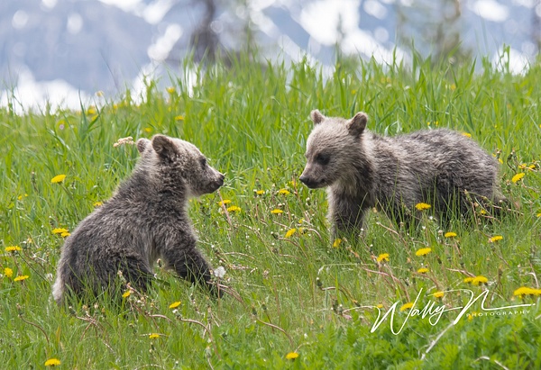 Grizzly Cubs_DSC_1377 - Bears - Walter Nussbaumer Photography 