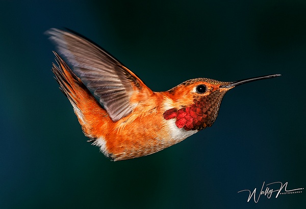 Rufous_MG_0034 - Hummingbirds - Walter Nussbaumer Photography  
