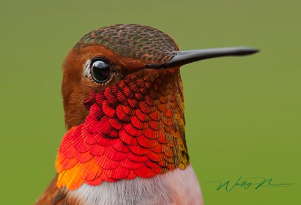 Rufous Head_F3O2875 - Hummingbirds - Walter Nussbaumer Photography  