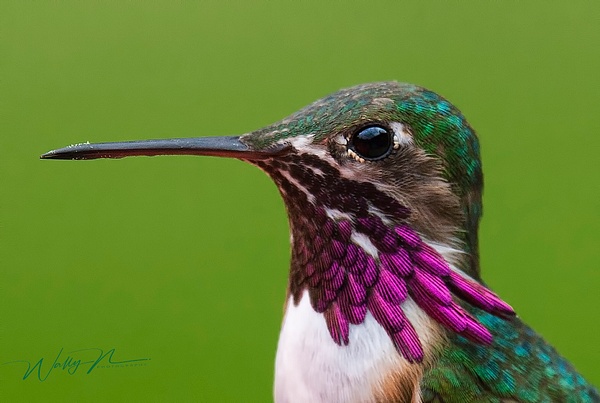 Calliope_F3O2779 - Hummingbirds - Walter Nussbaumer Photography 