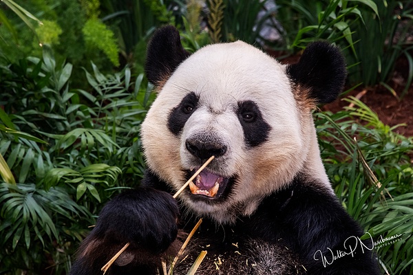 Panda_DSC1912 - Bears - Walter Nussbaumer Photography  