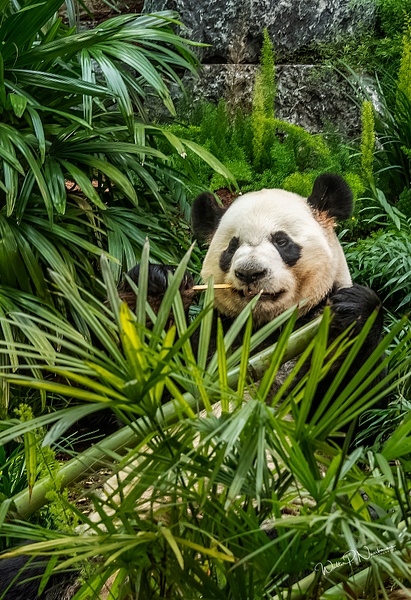 Panda Da Mao_DSC1889 - Bears - Walter Nussbaumer Photography 