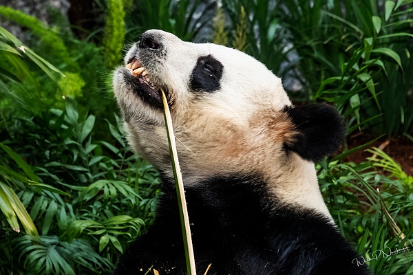 Panda_DSC1915 - Bears - Walter Nussbaumer Photography  