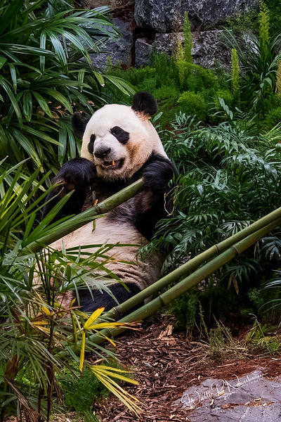Panda_DSC1890 - Bears - Walter Nussbaumer Photography 