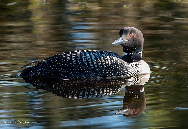 Loon_0R8A8389 - Waterfowl - Walter Nussbaumer Photography 