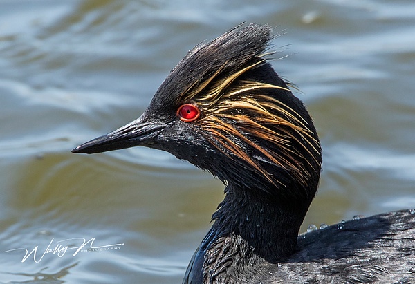 Eared Grebe_0R8A3596 - Waterfowl - Walter Nussbaumer Photography  