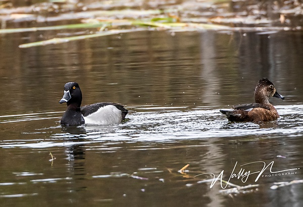 Ring-necked Duck_R8A8353 - Waterfowl - Walter Nussbaumer Photography  