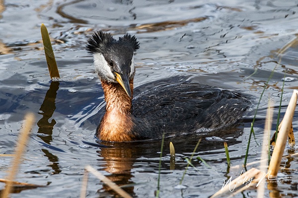 Red Necked Grebe_R8A8368 - Waterfowl - Walter Nussbaumer Photography 