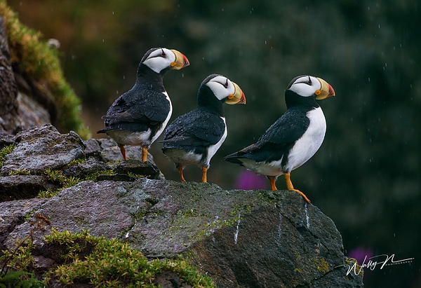 Horned Puffins_73A0263 - Waterfowl - Walter Nussbaumer Photography  