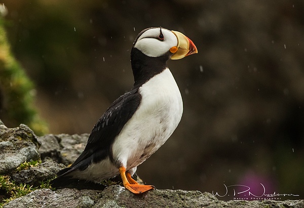 Horned Puffin_73A0257 - Waterfowl - Walter Nussbaumer Photography  