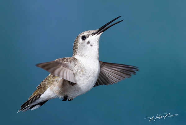 BCF_F3O0849 - Hummingbirds - Walter Nussbaumer Photography  