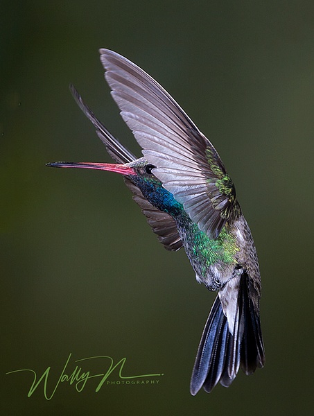 Broad BilledB_0070 - Hummingbirds - Walter Nussbaumer Photography 