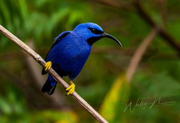 Purple Honey Creepe_F3O5243 - Tropical Birds - Walter Nussbaumer Photography  