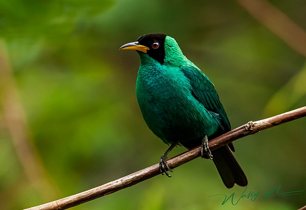 green Honeycreeper_F3O4794 - Tropical Birds - Walter Nussbaumer Photography  