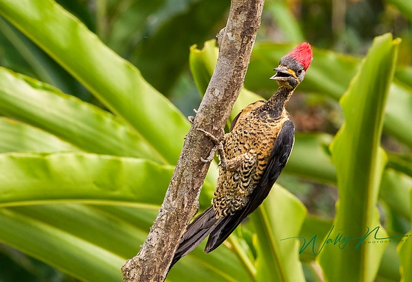 Lineated Woodpecker_F3O4995 - Tropical Birds - Walter Nussbaumer Photography 