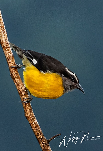 Bananaquit_F3O4753 - Tropical Birds - Walter Nussbaumer Photography  