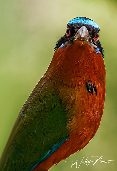 Blue Crowned Motmot_F3O5728 - Tropical Birds - Walter Nussbaumer Photography  