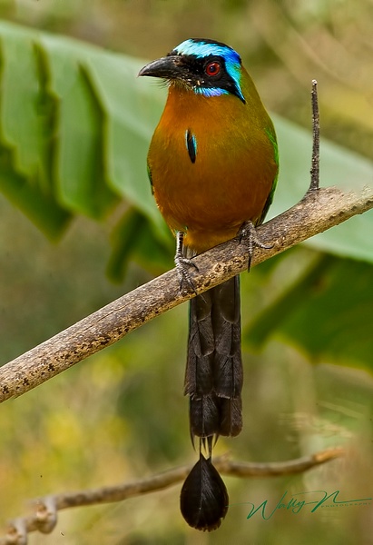 Blue Crowned MotMot - Tropical Birds - Walter Nussbaumer Photography 