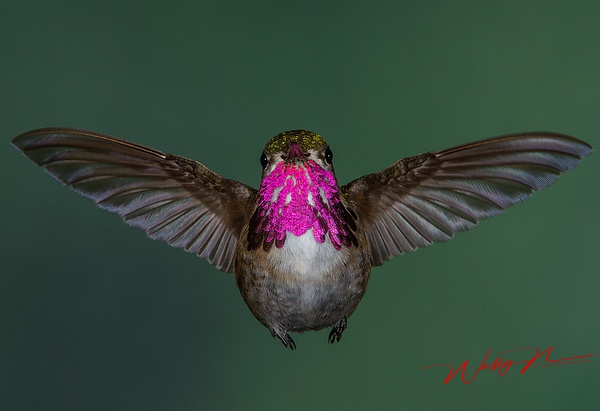 Calliope_MG_2853 - Hummingbirds - Walter Nussbaumer Photography  