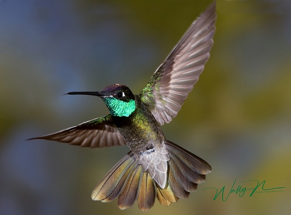 Magnificent_0002 - Hummingbirds - Walter Nussbaumer Photography 