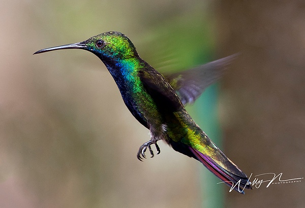 Black Throated Mango_F3O5577 - Hummingbirds - Walter Nussbaumer Photography 