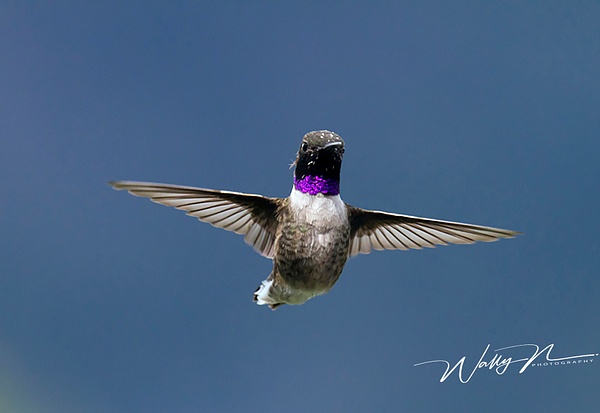 Black Chin _NL2011__MG_1881 - Hummingbirds - Walter Nussbaumer Photography  
