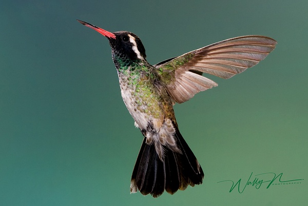 White EaredNG_2352 - Hummingbirds - Walter Nussbaumer Photography  