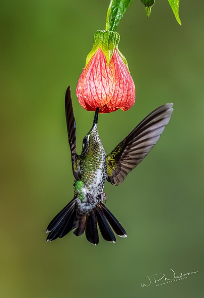 Green Crowsned Brilliant_DSC3729 - Hummingbirds - Walter Nussbaumer Photography  
