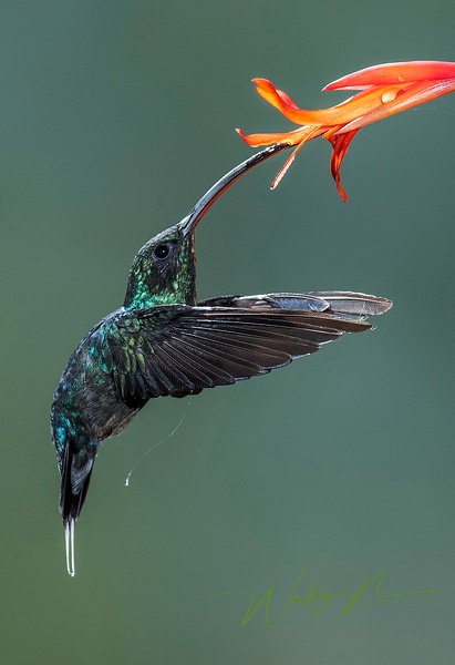 Green Hermit(V)_DSC3638 - Hummingbirds - Walter Nussbaumer Photography  