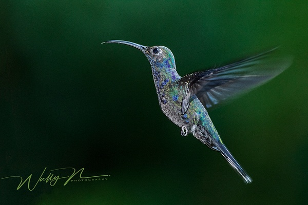 Green Hermit_0R8A7904 - Hummingbirds - Walter Nussbaumer Photography 