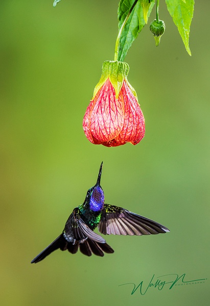 Sapphire Throated Hummingbird__DSC3748 - Hummingbirds - Walter Nussbaumer Photography  