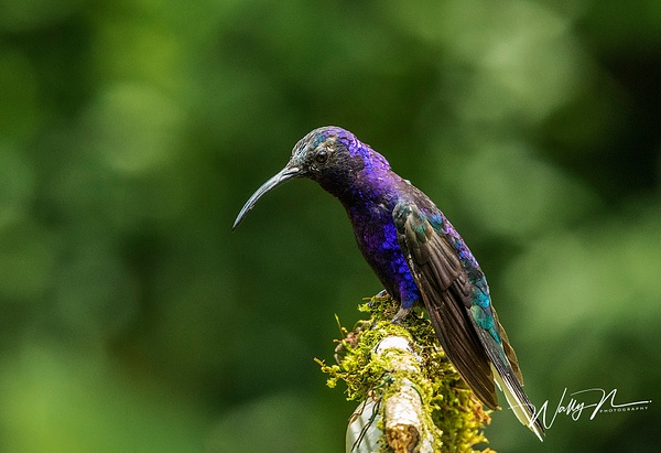 Violet Sabrewing_0R8A7987 - Hummingbirds - Walter Nussbaumer Photography 
