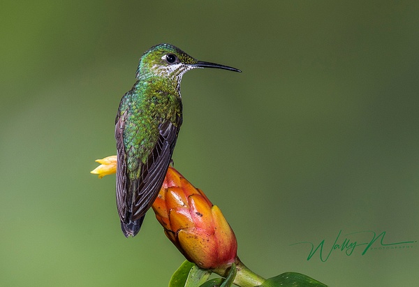 Green Crowned Brilliant_DSC3686 - Hummingbirds - Walter Nussbaumer Photography 