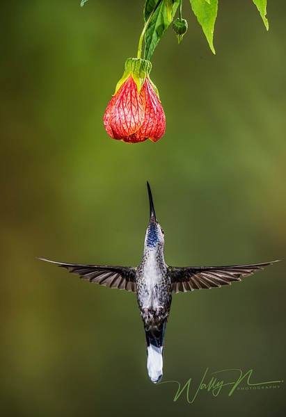 Brown Violetear_DSC3783 - Hummingbirds - Walter Nussbaumer Photography 