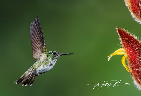 Andian Emerald__DSC4111 - Hummingbirds - Walter Nussbaumer Photography  