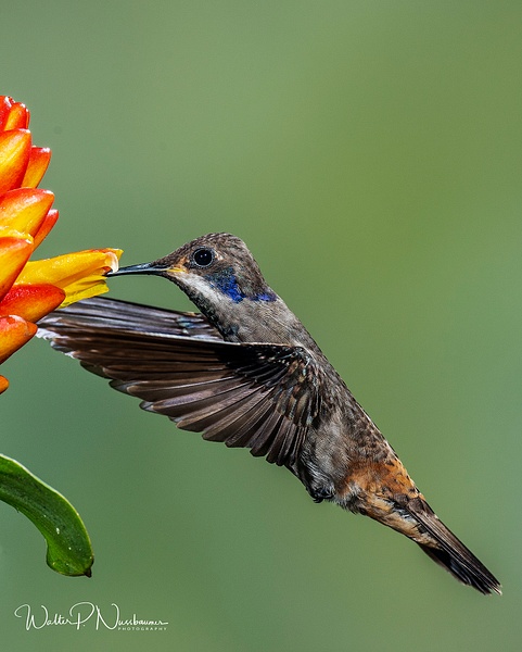 Brown Viloet Ear_DSC4119 - Hummingbirds - Walter Nussbaumer Photography 