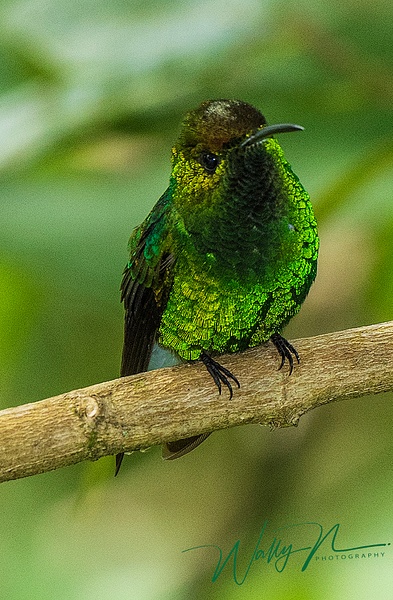 Coppery-Headed Emerald_DSC2597 - Hummingbirds - Walter Nussbaumer Photography  
