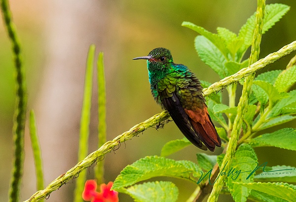 Rufous tailed Hummingbird_DSC2650 - Hummingbirds - Walter Nussbaumer Photography 