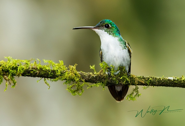 Andean Emerald_0R8A9345 - Hummingbirds - Walter Nussbaumer Photography  