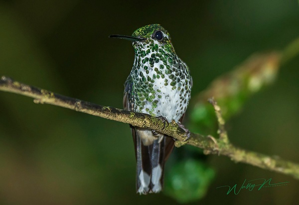 Many Spotted Hummingbird_DSC0157 - Hummingbirds - Walter Nussbaumer Photography  