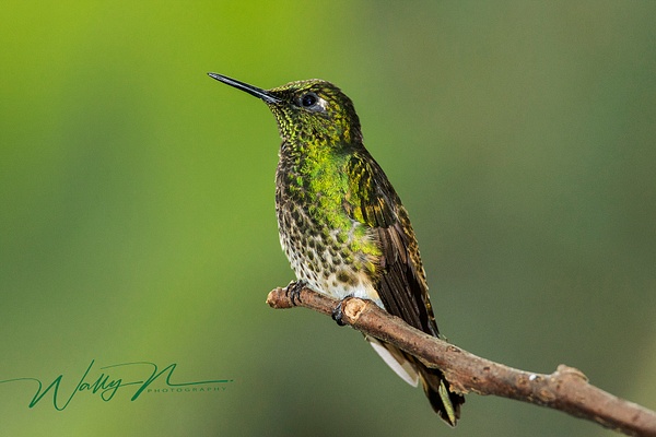 Green Crowned Brilliant_0R8A9246 - Hummingbirds - Walter Nussbaumer Photography 