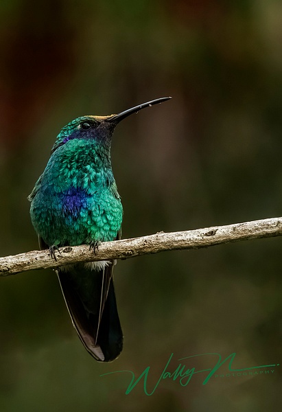 Mexican Violetear_0R8A0532 - Hummingbirds - Walter Nussbaumer Photography  