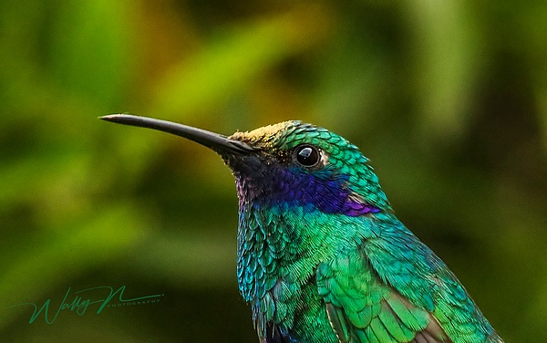 Mexican Violetear_0R8A0496 - Hummingbirds - Walter Nussbaumer Photography  